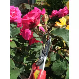 ARS Sécateur cueille fleurs 21cm 120EUR - ARS - Sécateur - Jardin Affaires 