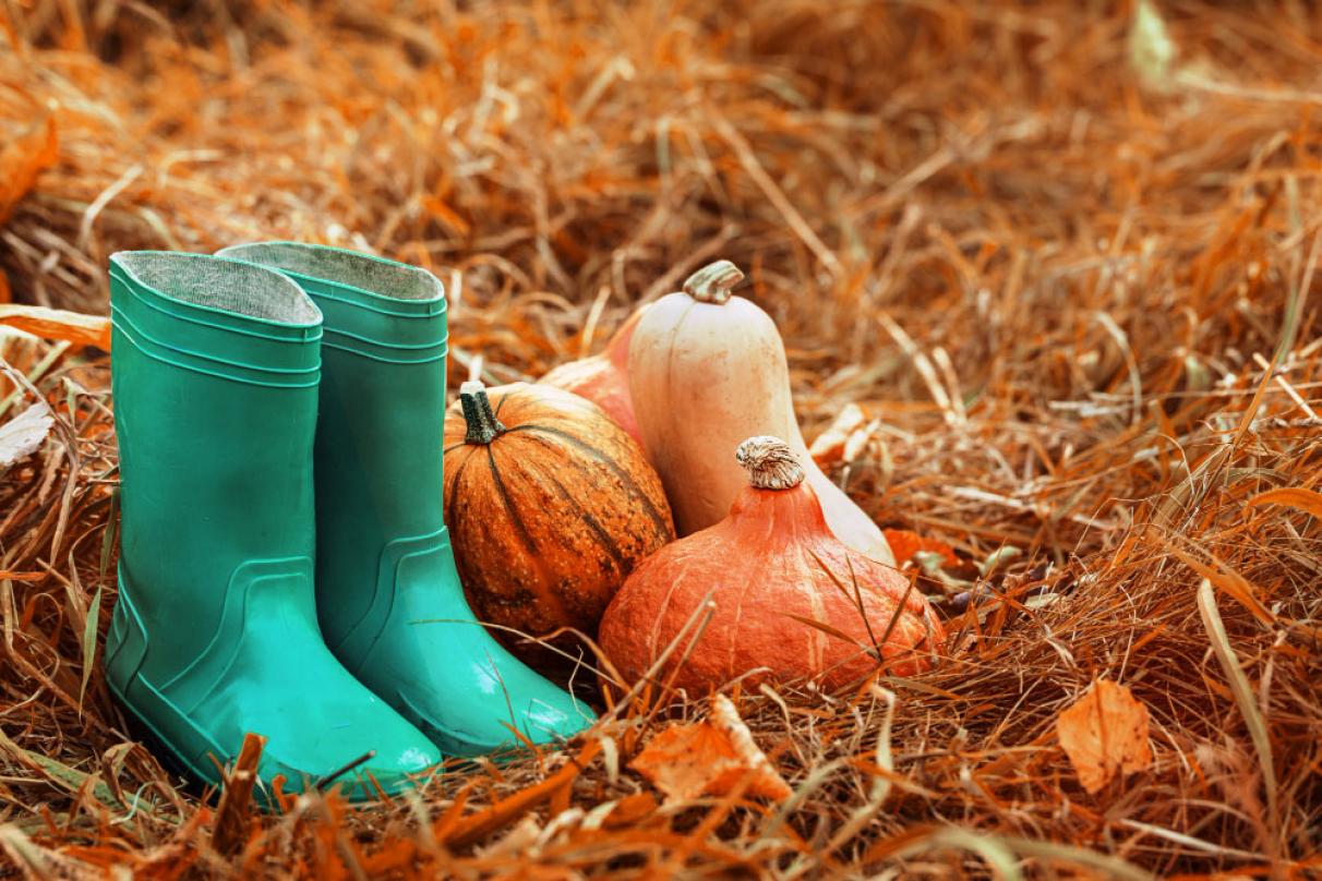 Comment entretenir son jardin en automne ?